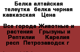 Белка алтайская телеутка, белка черная кавказская › Цена ­ 5 000 - Все города Животные и растения » Грызуны и Рептилии   . Карелия респ.,Петрозаводск г.